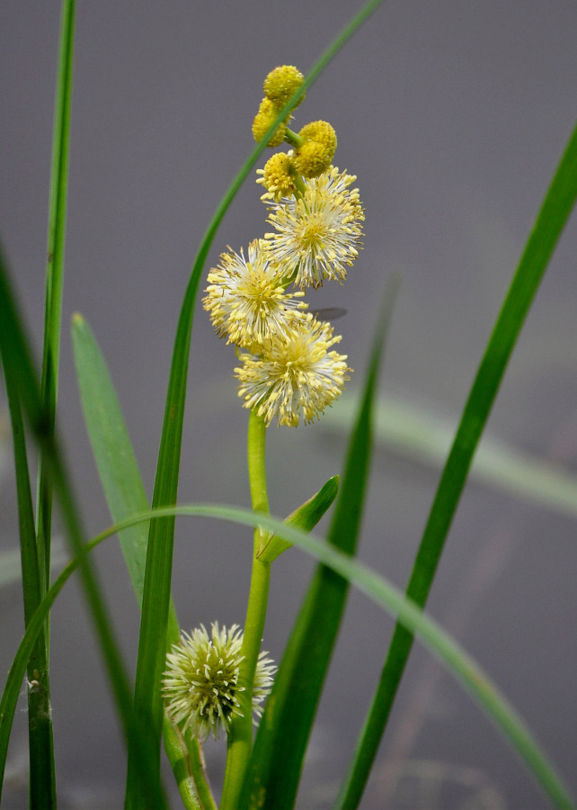 Image of Sparganium emersum specimen.