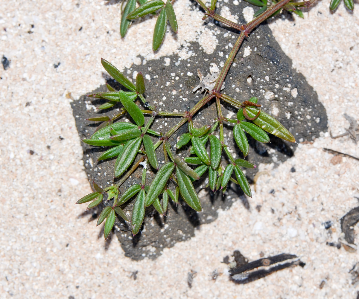 Image of Fagonia cretica specimen.