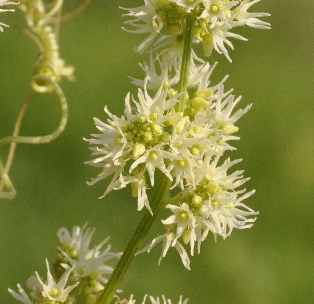 Изображение особи Echinocystis lobata.