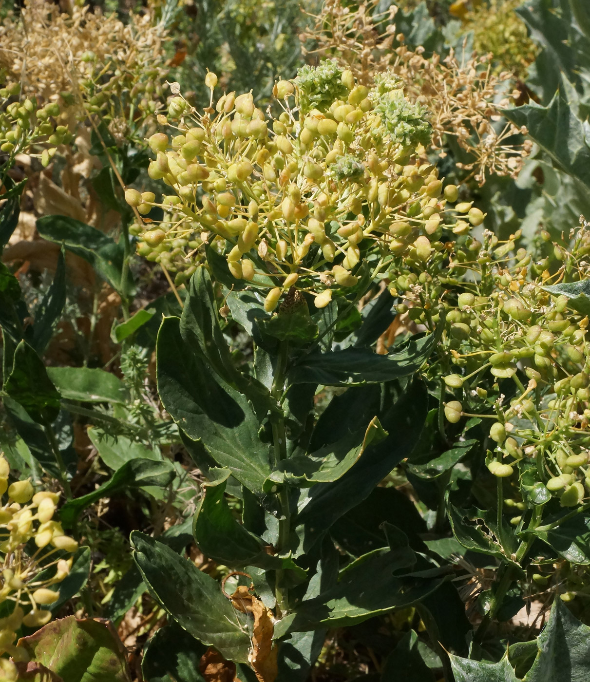 Image of Cardaria draba specimen.