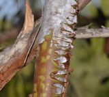 Eucalyptus caesia