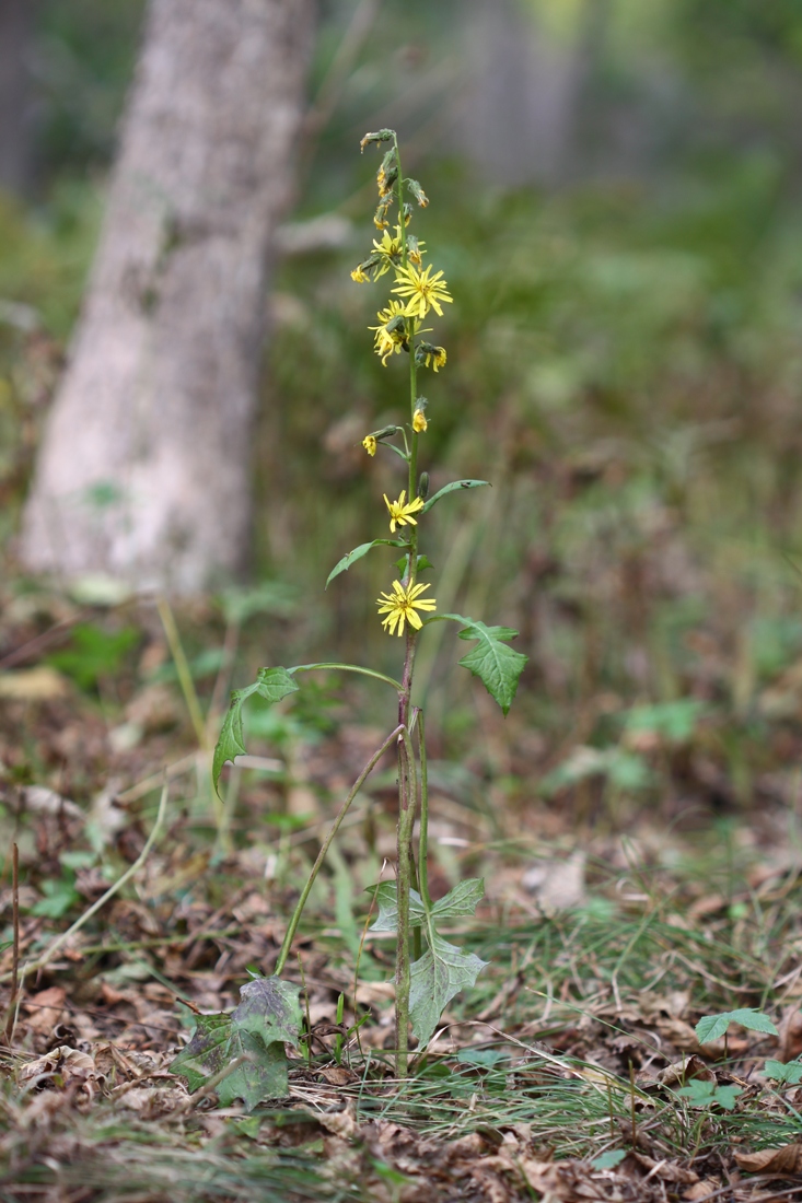 Изображение особи Prenanthes blinii.