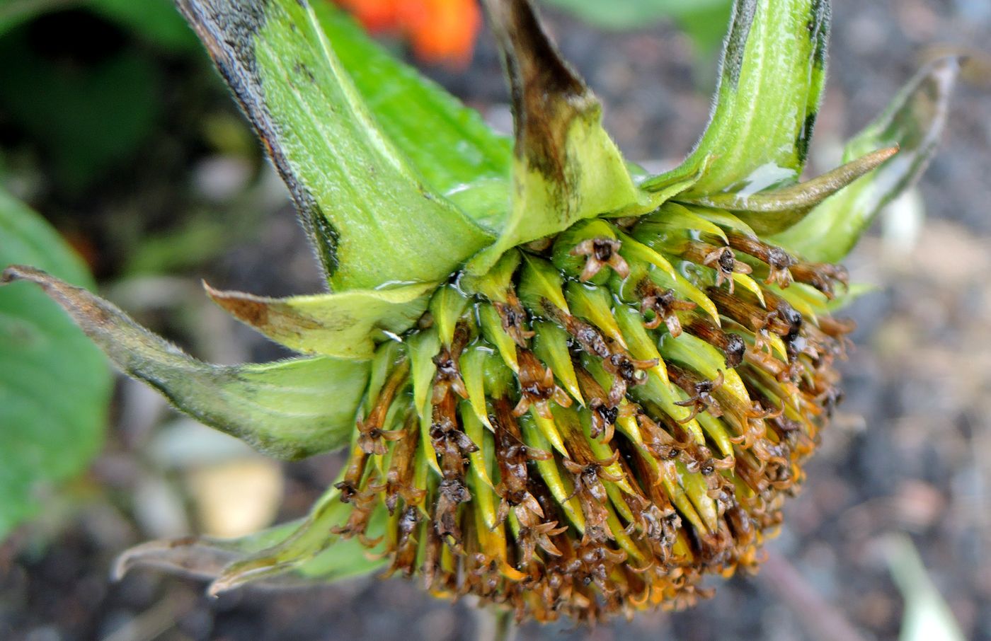 Image of Tithonia rotundifolia specimen.