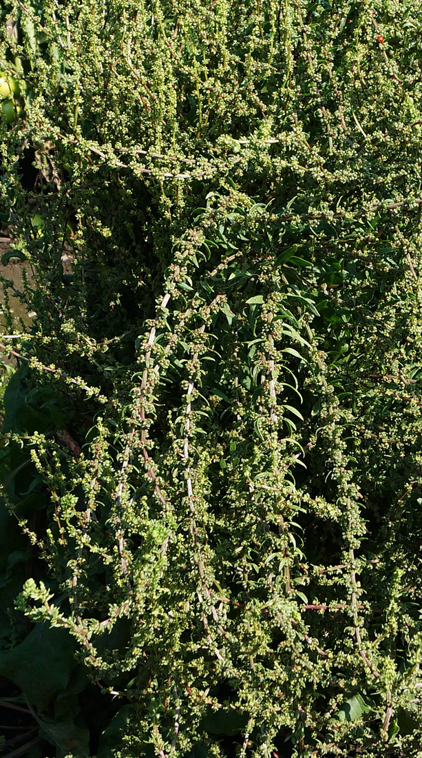 Image of Beta vulgaris specimen.