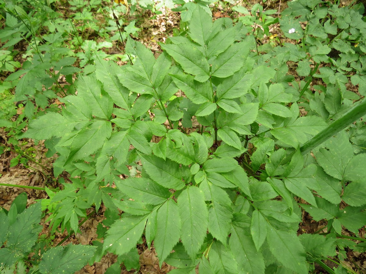 Image of Angelica sylvestris specimen.