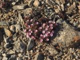 Douglasia ochotensis. Куртинка цветущих растений. Магаданская обл., окр. Магадана, пос. Снежная Долина, водораздел в бассейне р. Дукча, каменистое плато в горной тундре. 12.06.2009.