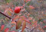 View full-size image Rosa canina
