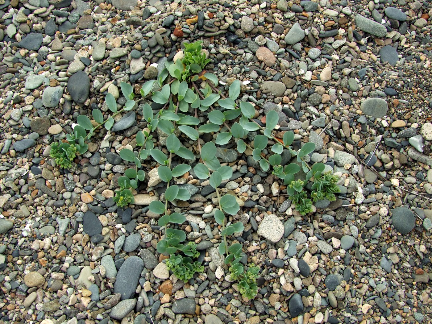 Изображение особи Mertensia maritima.