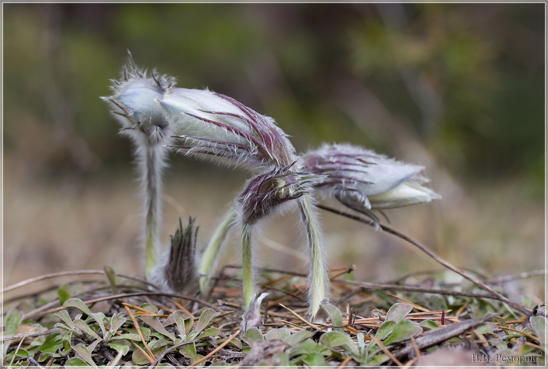 Изображение особи Pulsatilla patens.