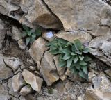 Omphalodes luciliae подвид scopulorum