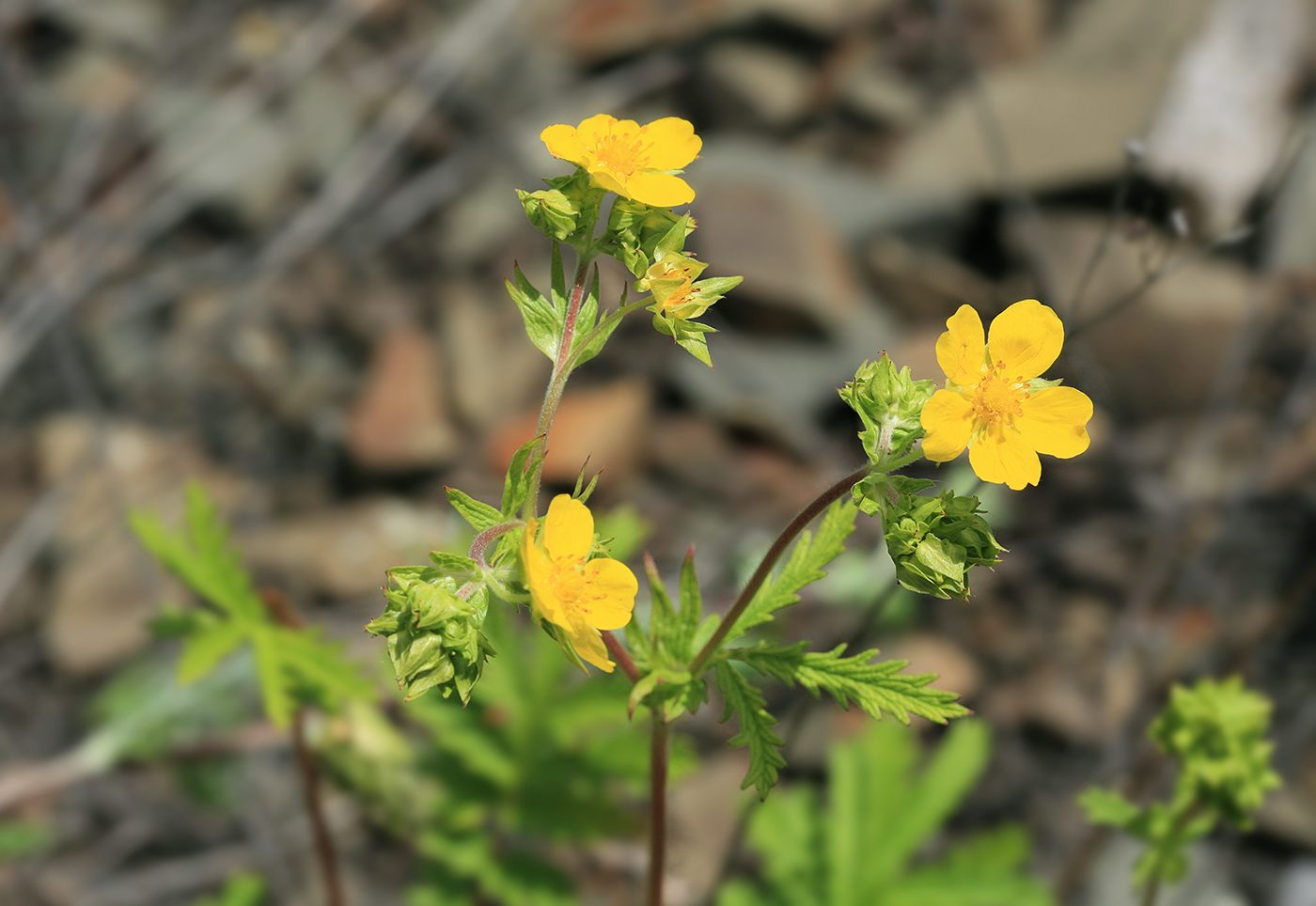 Image of Potentilla tanacetifolia specimen.