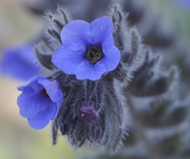 Image of Alkanna tinctoria specimen.