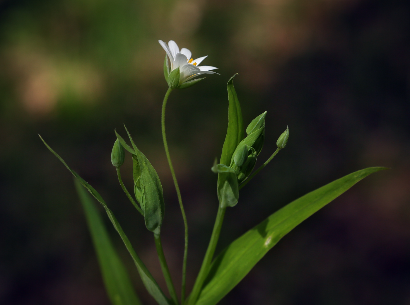 Image of Stellaria holostea specimen.