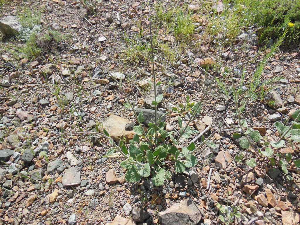 Image of familia Lamiaceae specimen.