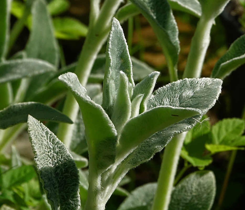 Image of Stachys byzantina specimen.