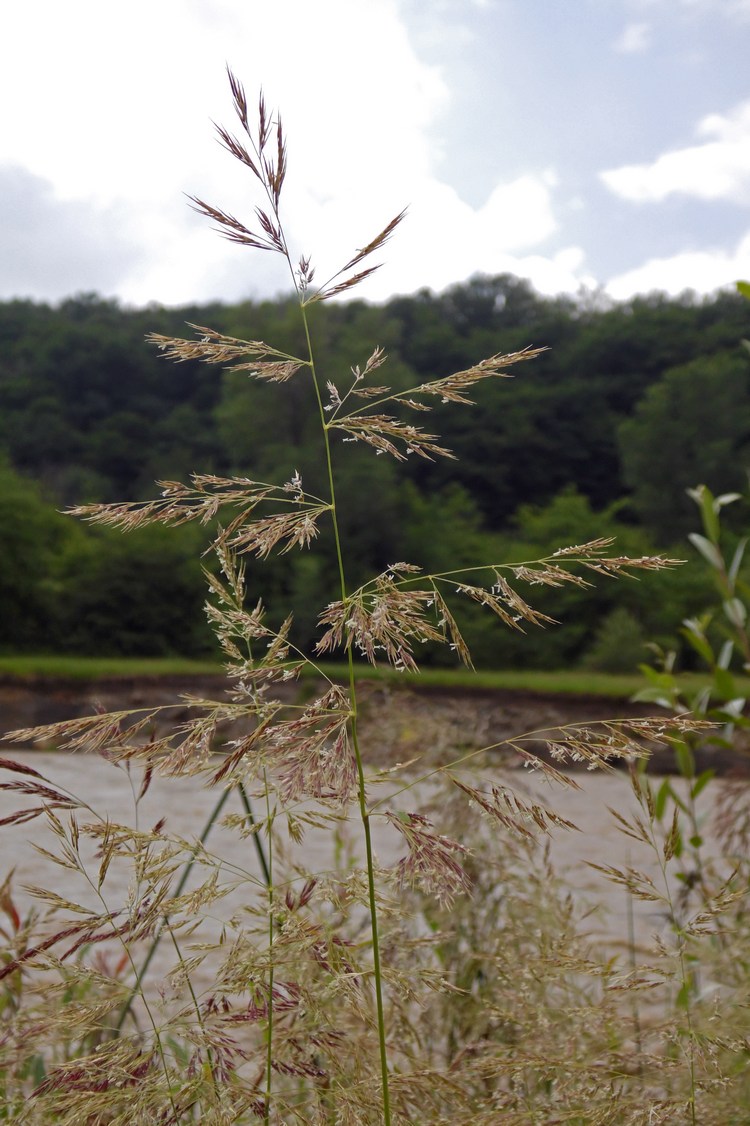 Image of Calamagrostis pseudophragmites specimen.