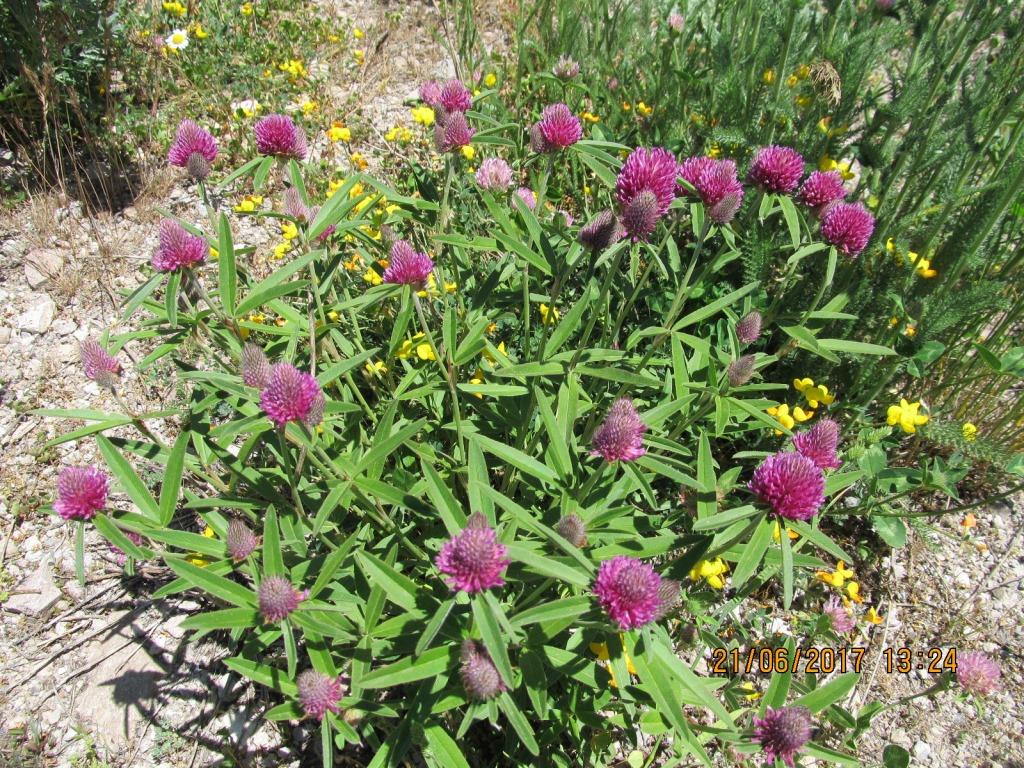 Image of Trifolium alpestre specimen.