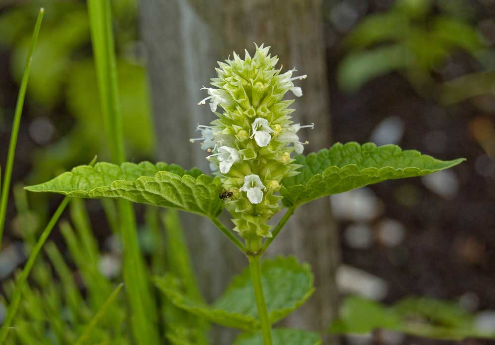 Image of Agastache foeniculum specimen.