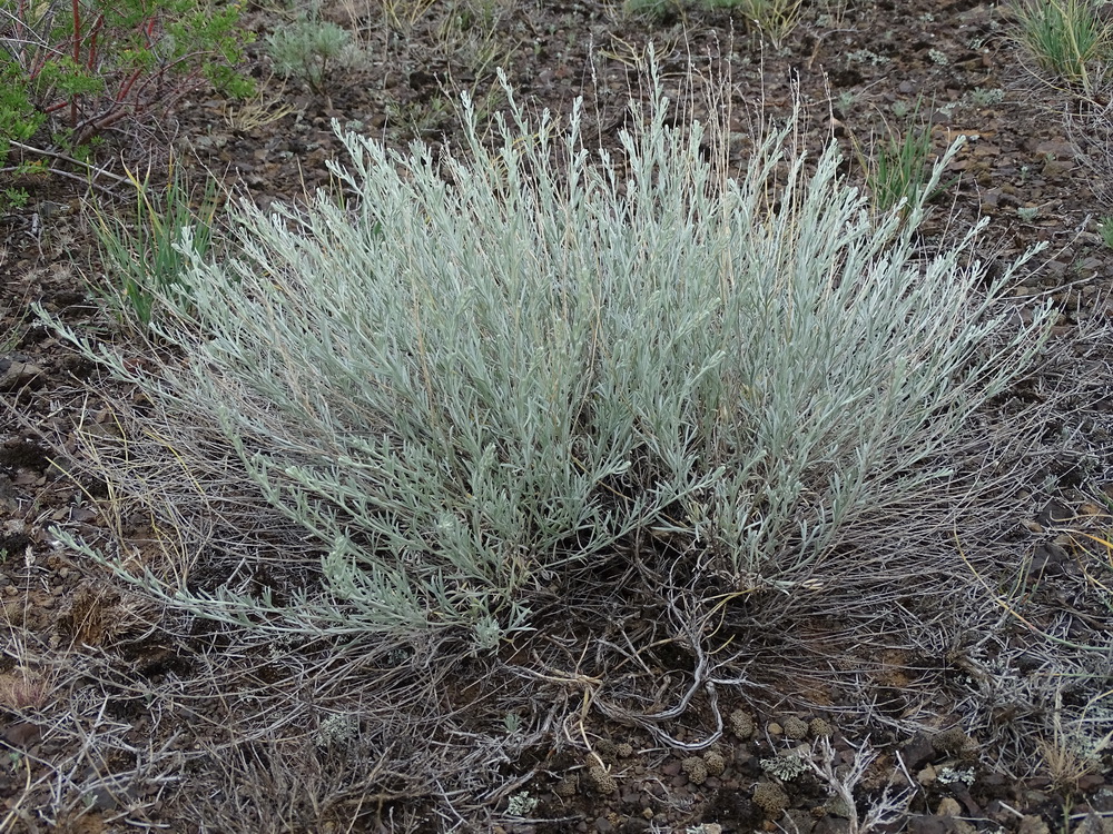 Изображение особи Artemisia juncea.