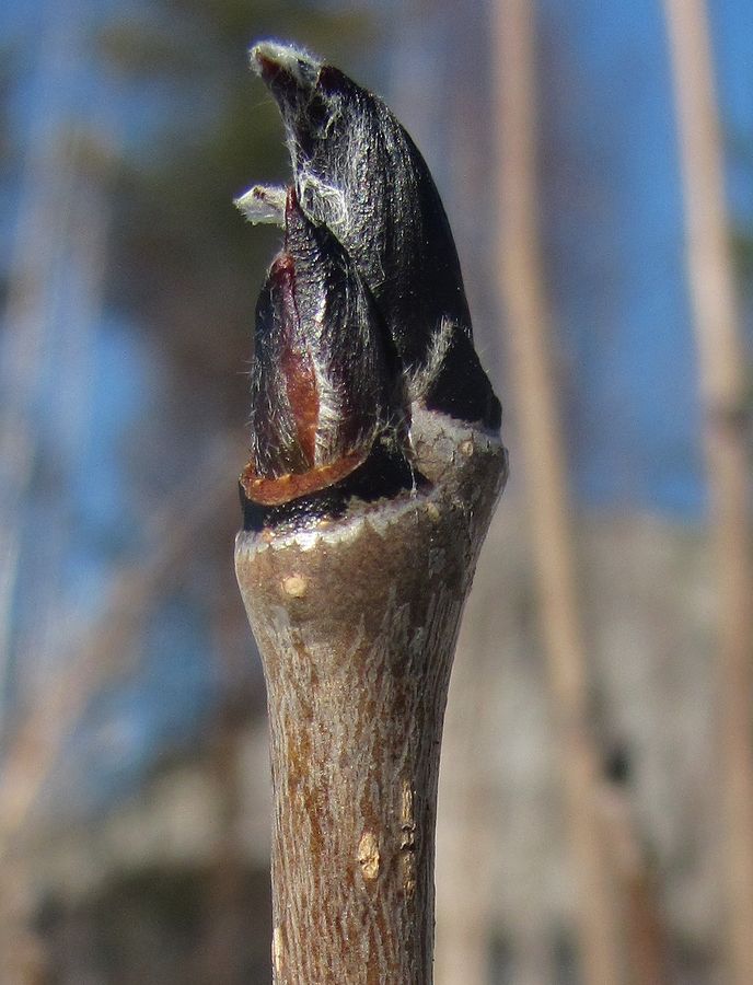 Image of Sorbus aucuparia specimen.