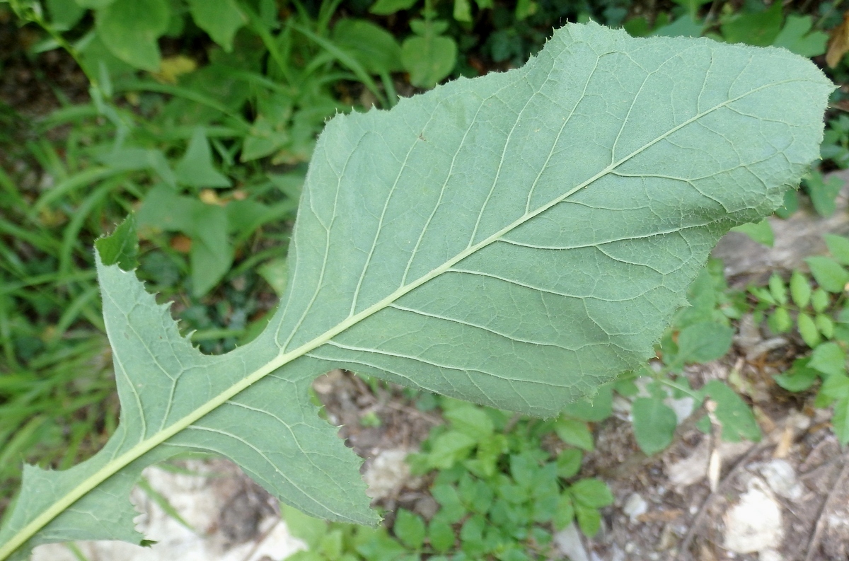 Image of Cicerbita prenanthoides specimen.