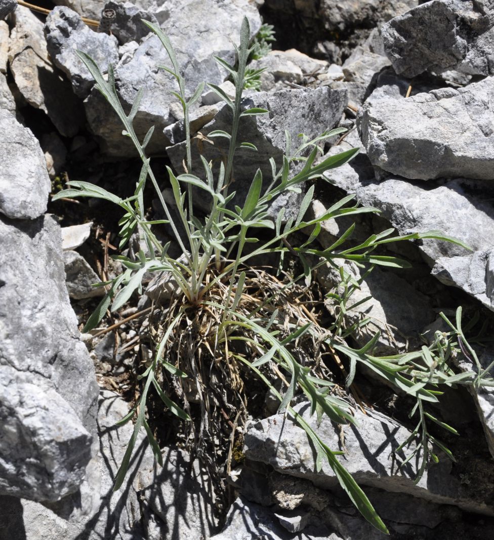 Image of Centaurea affinis specimen.