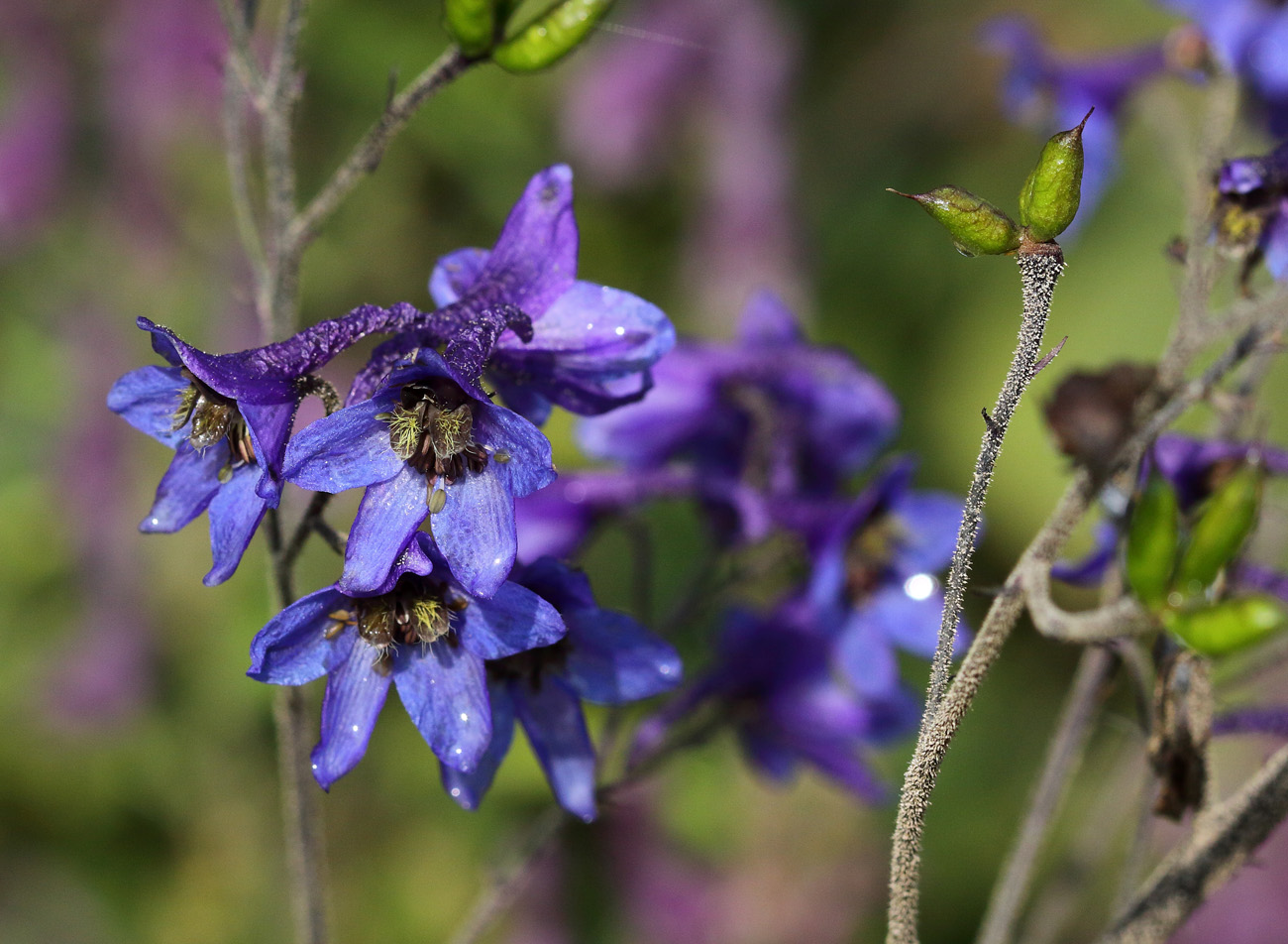 Image of Delphinium elatum specimen.