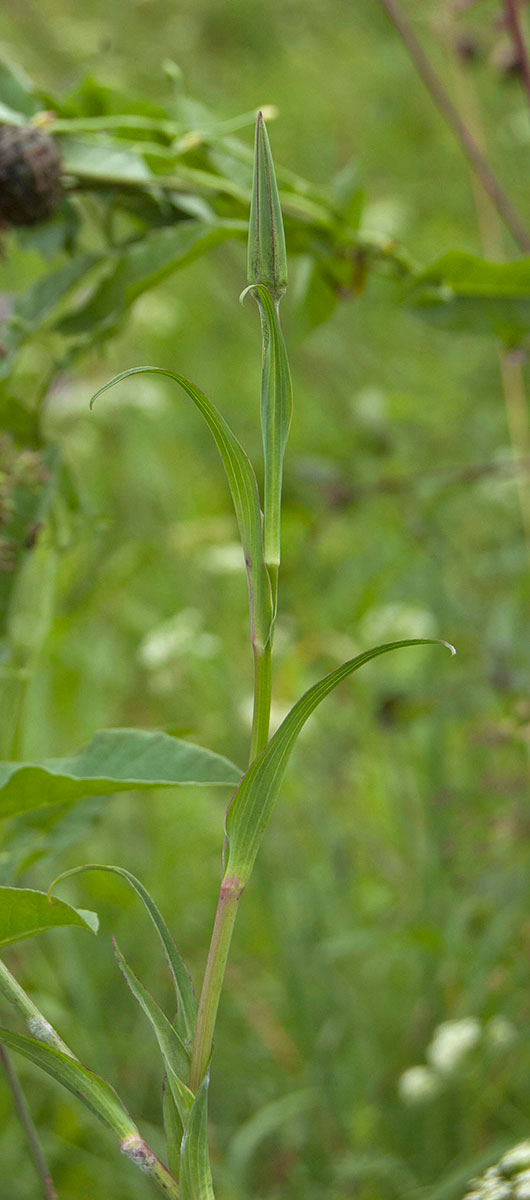 Image of Tragopogon pratensis specimen.