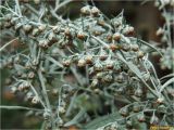 Artemisia absinthium