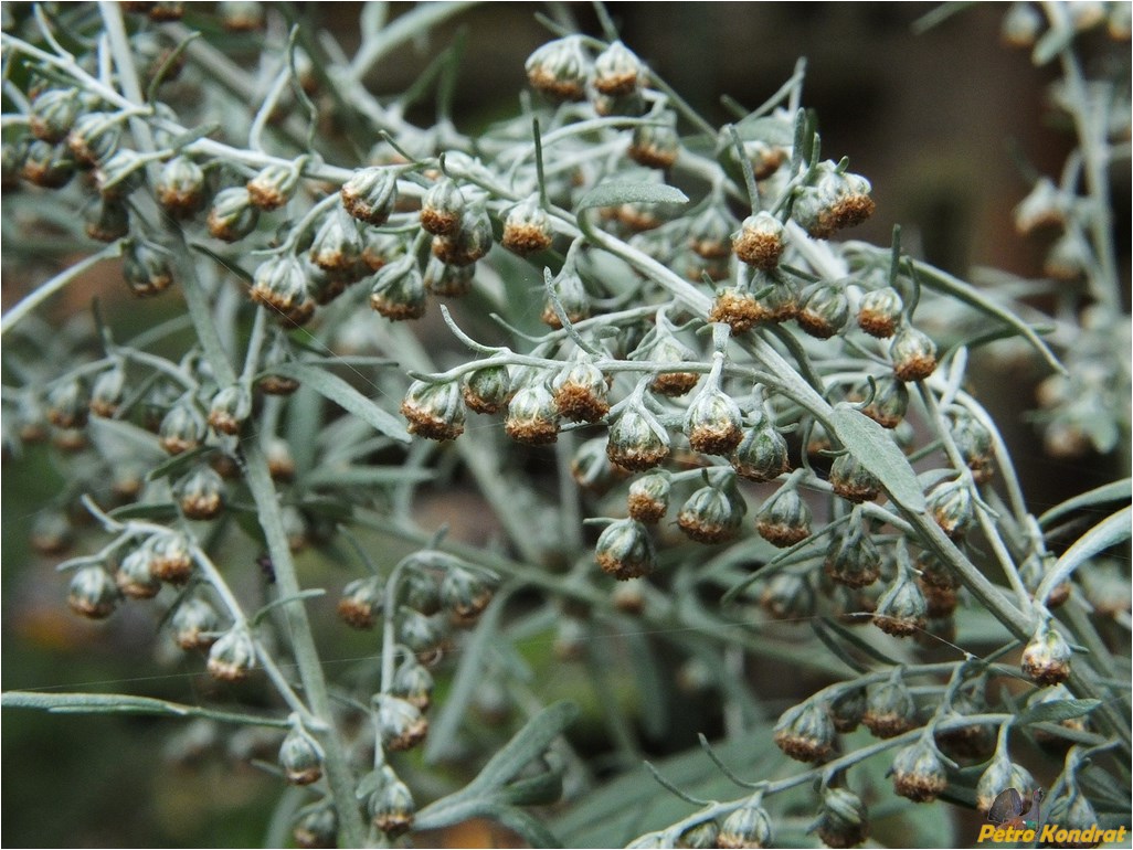 Image of Artemisia absinthium specimen.