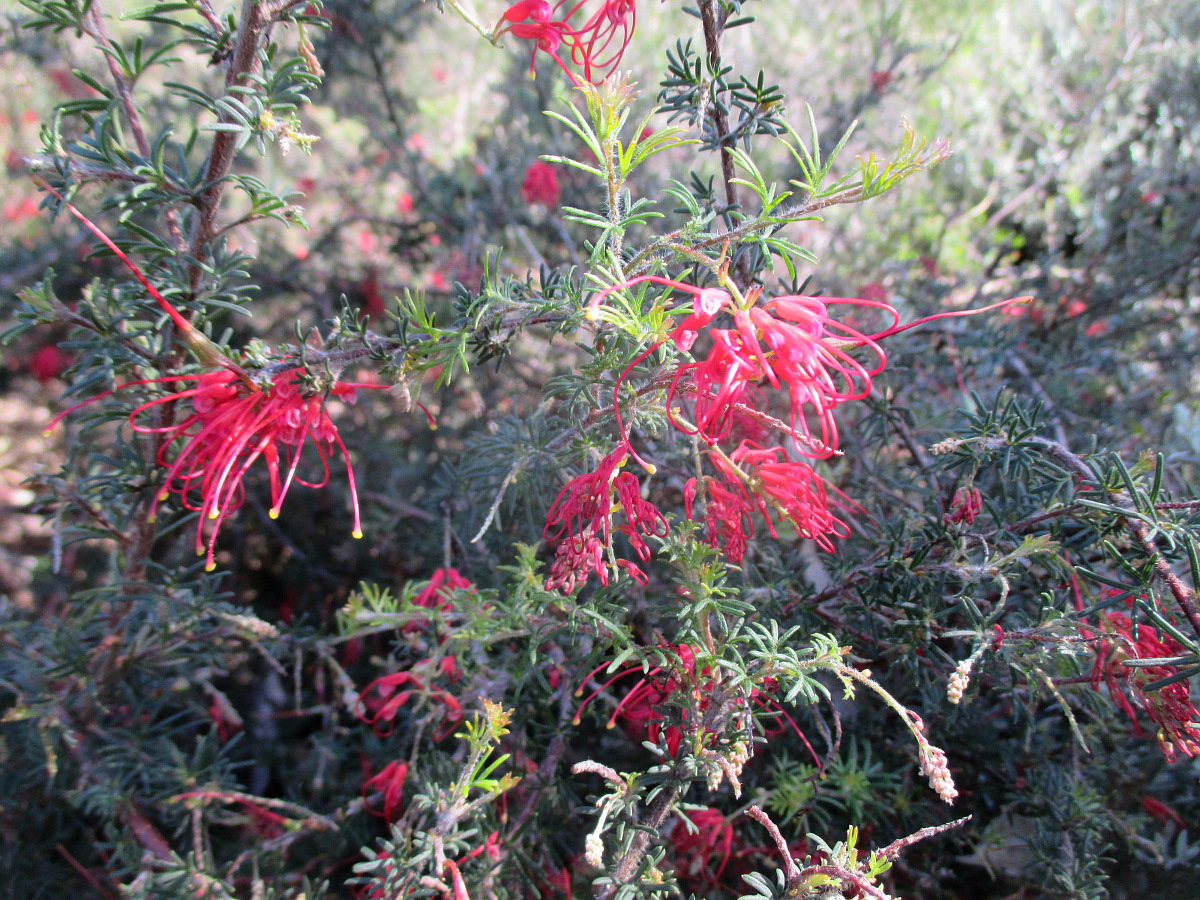 Image of Grevillea delta specimen.