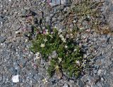Eremogone griffithii. Цветущее растение. Таджикистан, Фанские горы, перевал Талбас, ≈ 3500 м н.у.м., каменистый сухой склон. 01.08.2017.