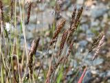 Trisetum spicatum. Верхушки побегов с соцветиями. Коми, Интинский р-н, Приполярный Урал, хр. Малдынырд, левый борт р. Балбанъю, приводораздельное плато над каром оз. Грубепендиты, участок каменистой горной тундры с редкой растительностью. 30.07.2017.