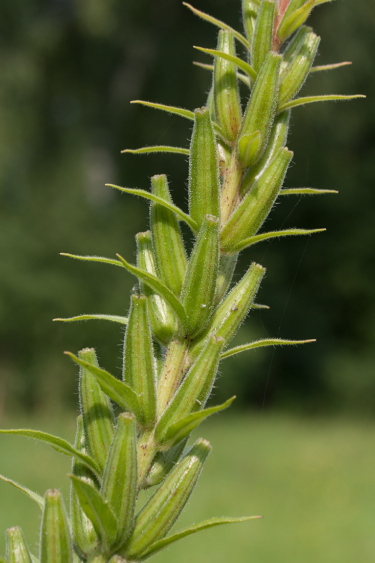 Image of Oenothera rubricaulis specimen.