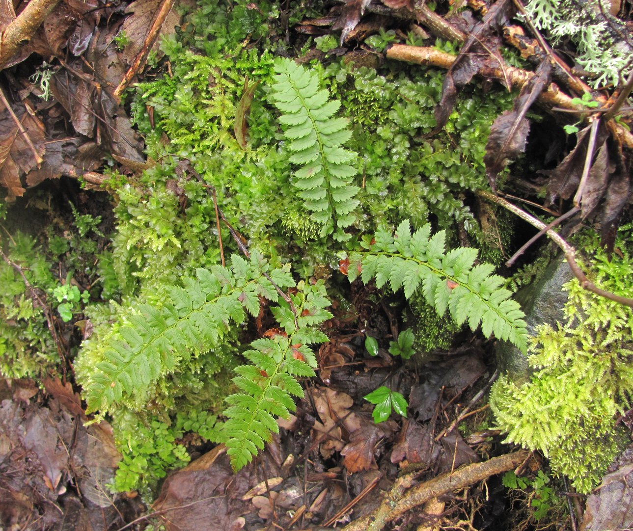 Image of Polystichum aculeatum specimen.