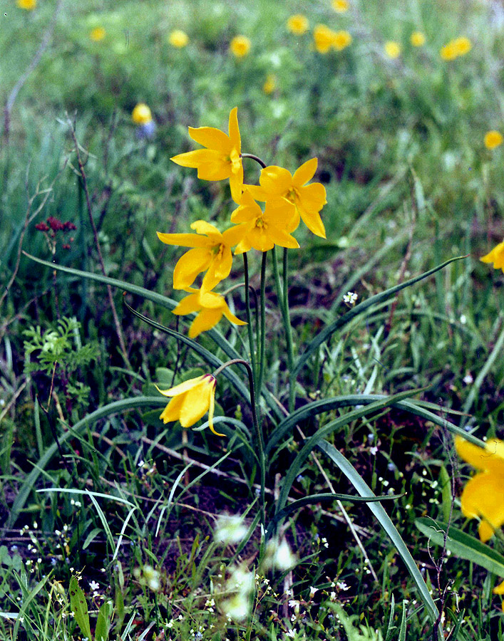 Image of Tulipa ophiophylla ssp. bestashica specimen.