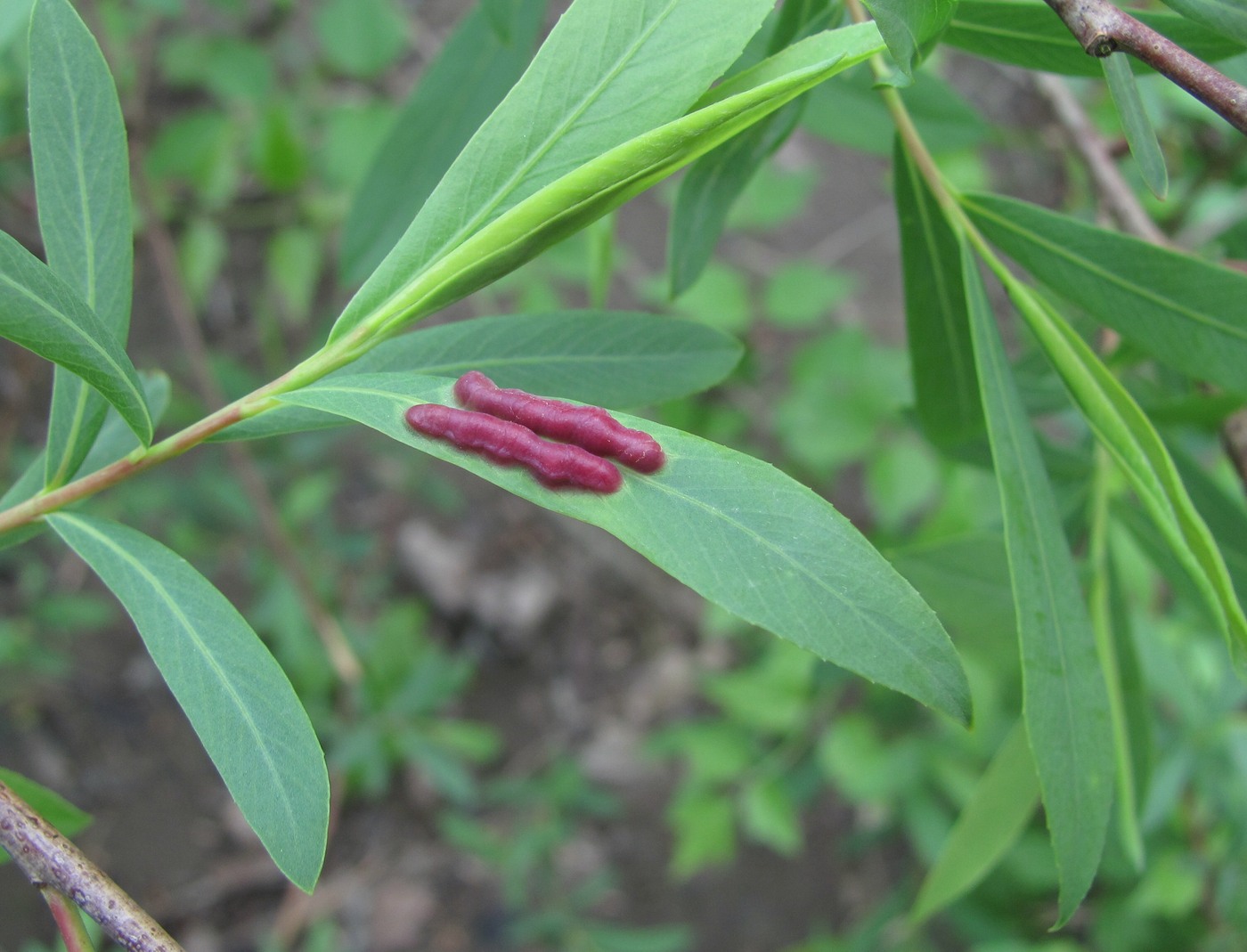 Image of Salix elbursensis specimen.