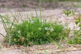 Oxytropis campestris. Цветущее и плодоносящее растение. Карелия, Заонежье, песчаный пляж. 25.07.2017.