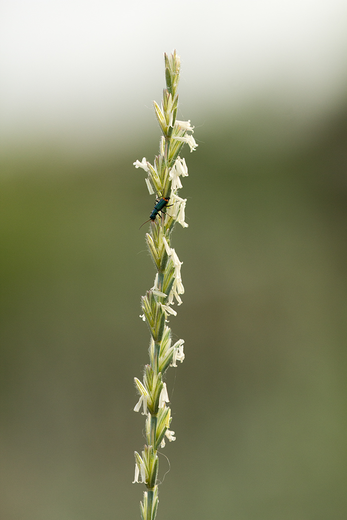 Image of Elytrigia trichophora specimen.