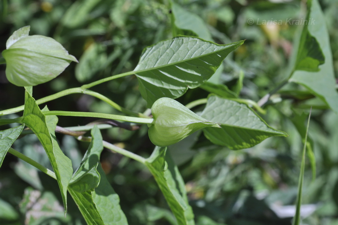 Image of genus Calystegia specimen.