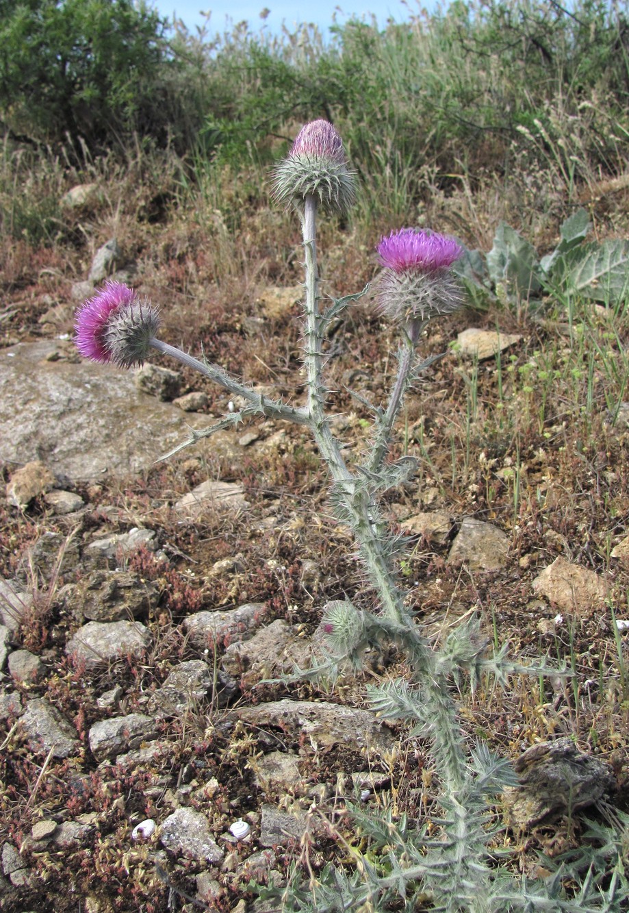 Изображение особи Carduus uncinatus.