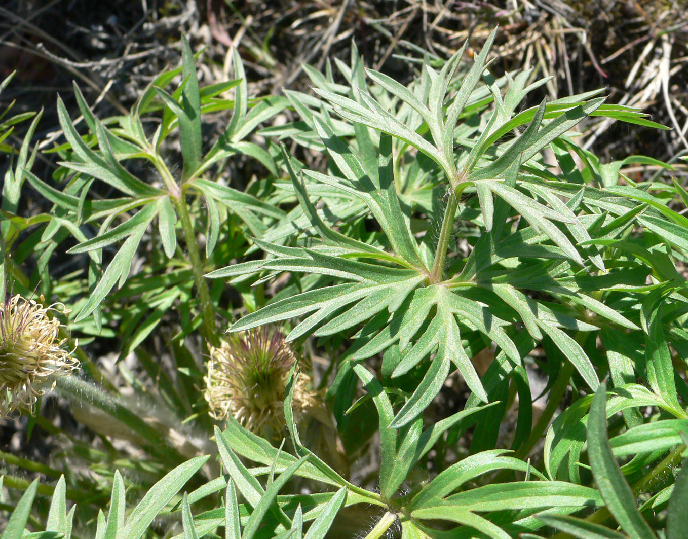 Image of Pulsatilla multifida specimen.