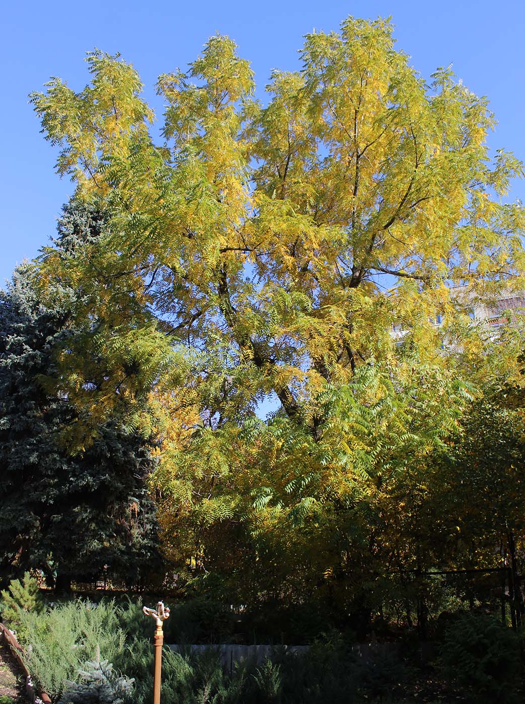 Image of Juglans microcarpa specimen.