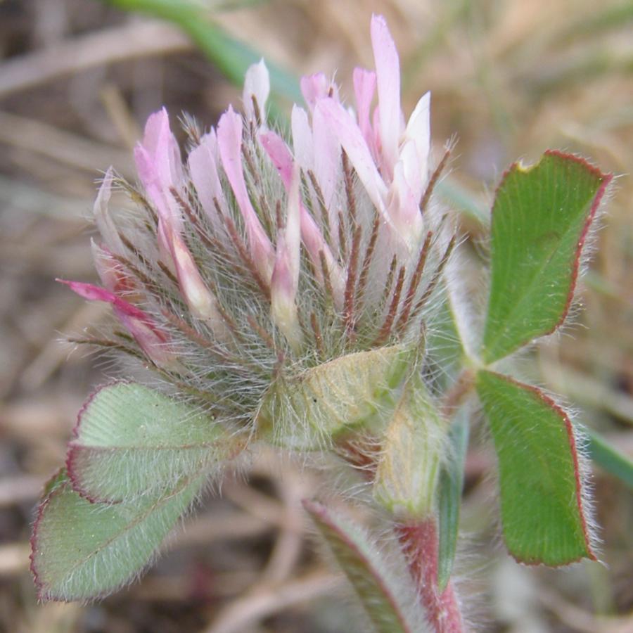 Изображение особи Trifolium hirtum.