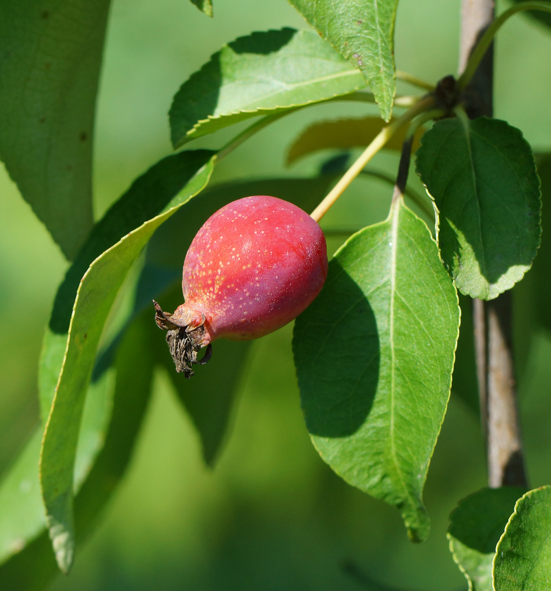 Image of Malus prunifolia specimen.