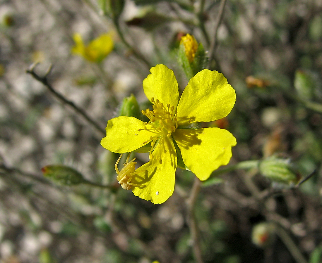 Image of Helianthemum cretophilum specimen.