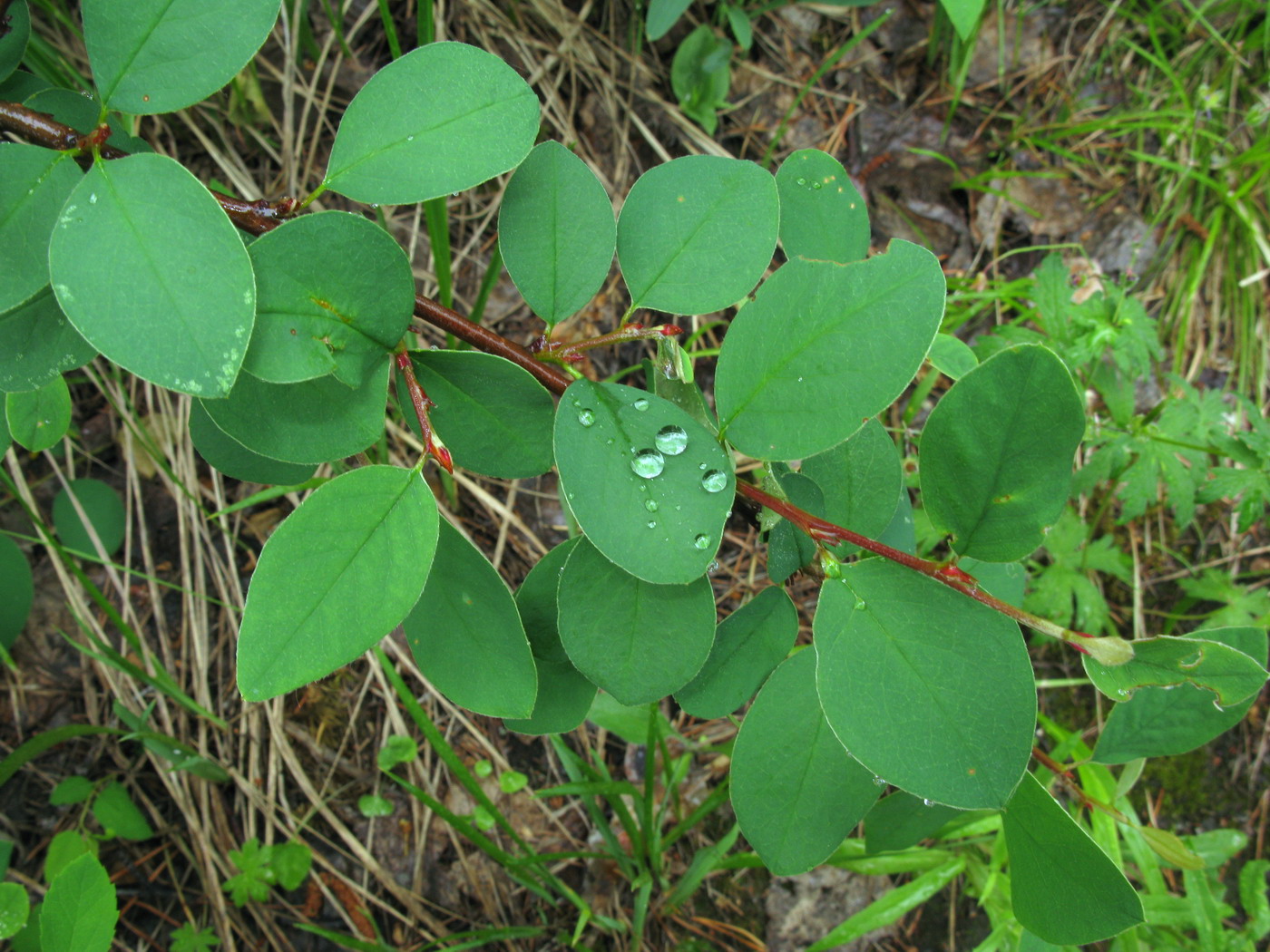 Image of Cotoneaster tjulinae specimen.