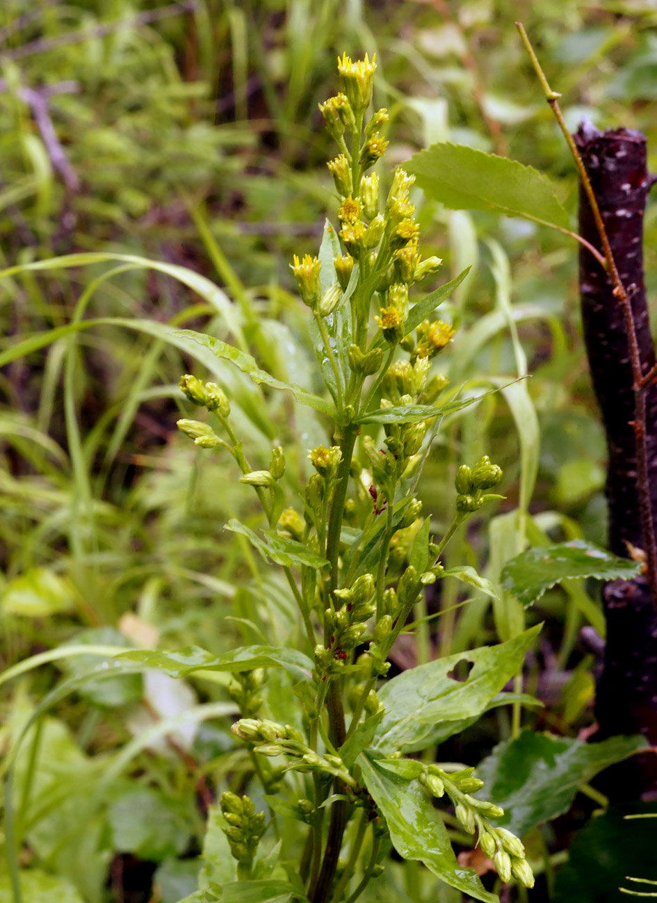 Image of Solidago virgaurea ssp. dahurica specimen.