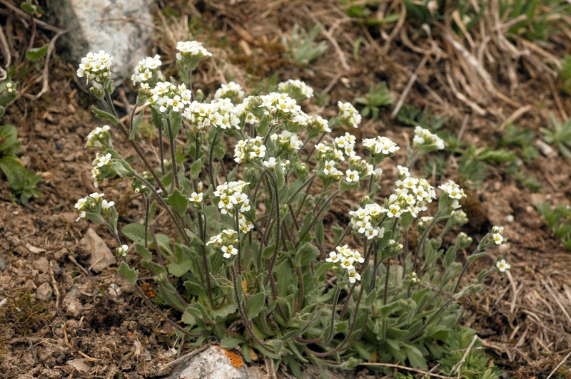 Image of Draba subamplexicaulis specimen.