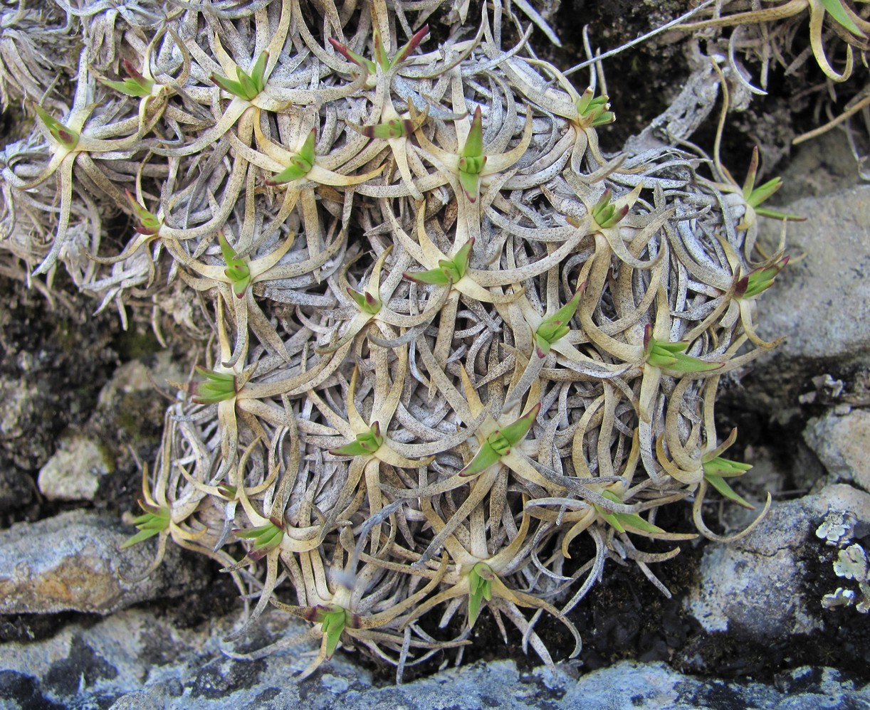 Image of Gypsophila tenuifolia specimen.